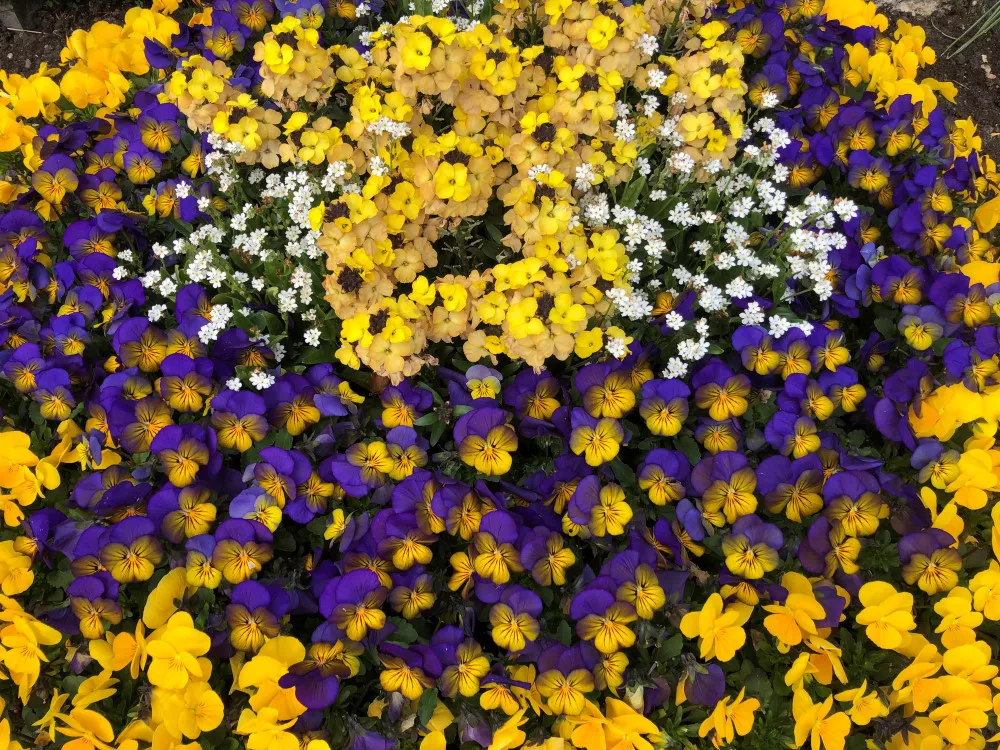 Blumen Rommel, Nonnenhorn, Herbstpflanzen, Dekoration, Herbstdeko, Gärtnerei in Nonnenhorn