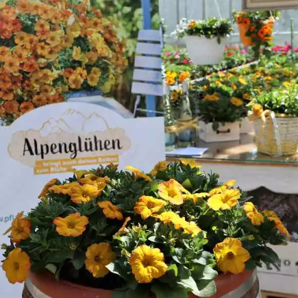 Zu jeder Jahreszeit, Blumen und Gärtnerei Rommel, Nonnenhorn, Sommerpflanzen, Jahreszeit