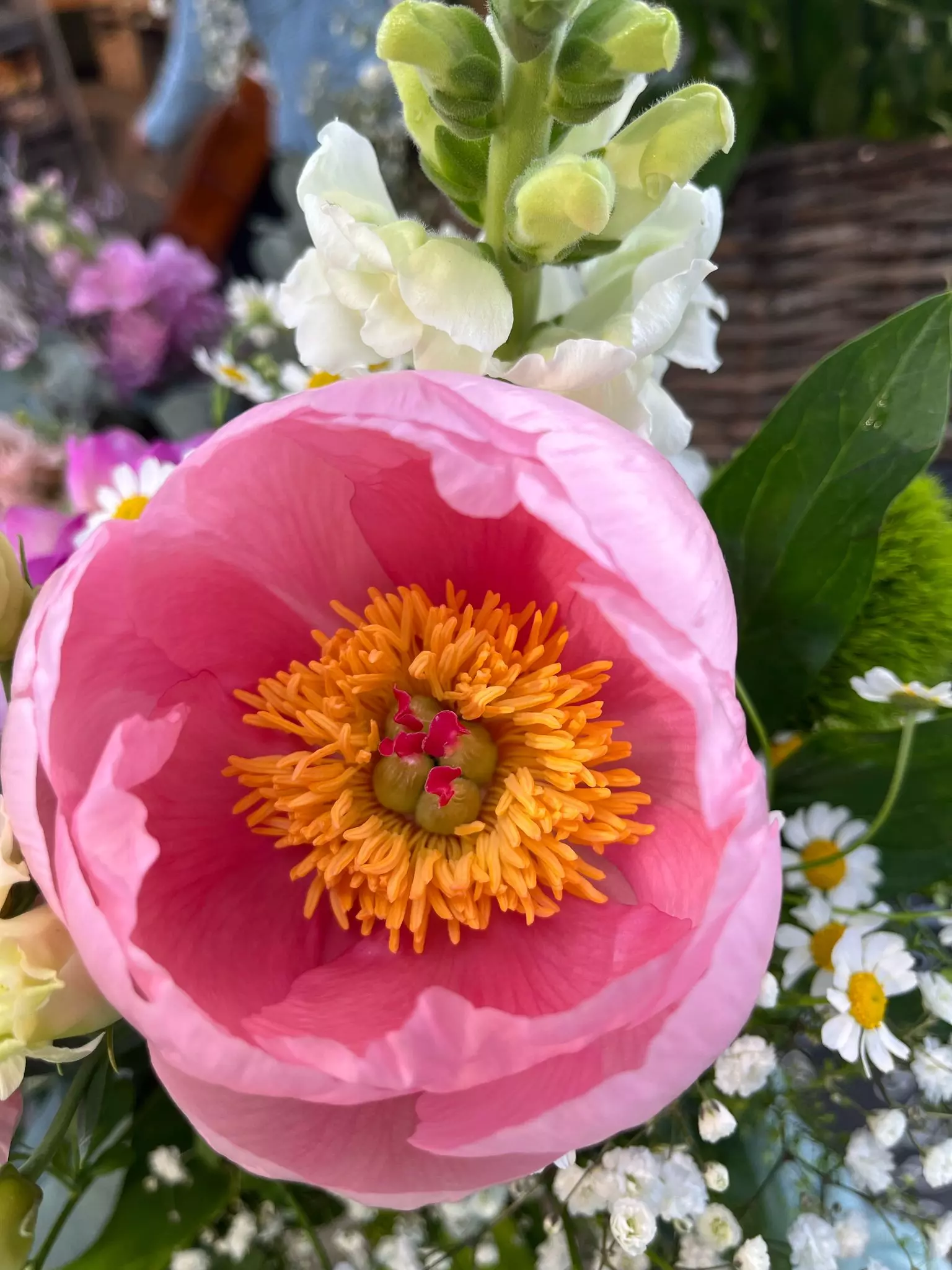 Tag der offenen Gärtnerei, Blumen und Gärtnerei Rommel in Nonnenhorn