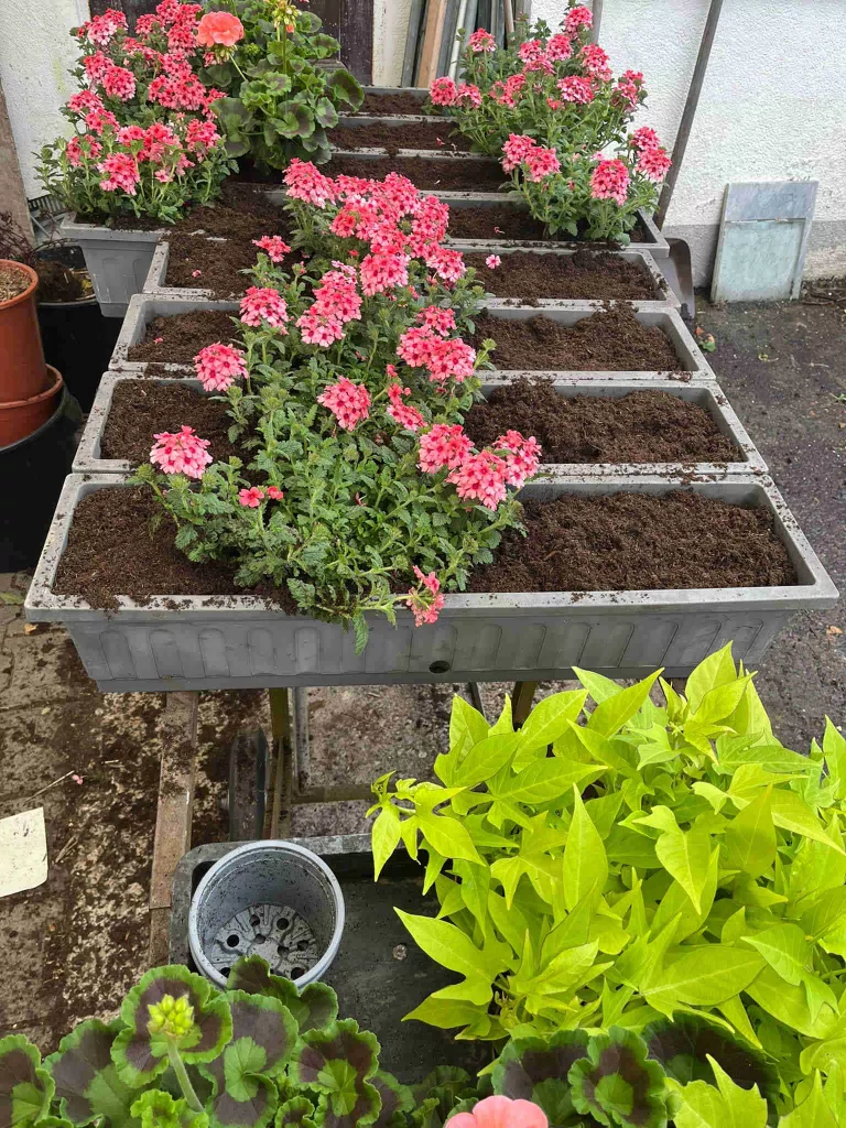 Blumen und Gärtnerei Rommel in Nonnenhorn