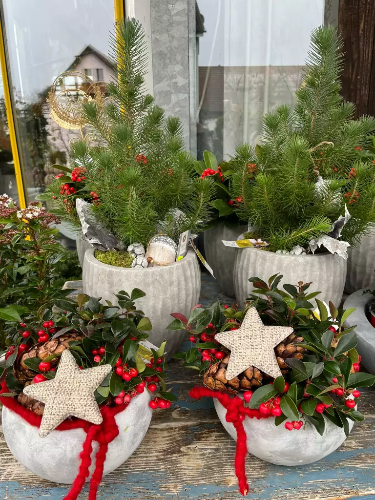 Blumen und Gärtnerei Rommel, Nonnenhorn, Weihnachten, Advent, Neujahr, Dekoration