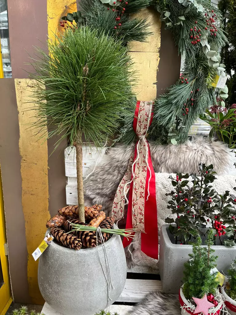 Blumen und Gärtnerei Rommel, Nonnenhorn, Weihnachten, Advent, Neujahr, Dekoration