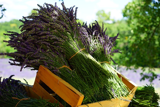 Aktuelles und Wissenswertes, Blumen und Gärtnerei Rommel in Nonnenhorn, Grabpflege, Trauerfloristik, Dekoration, Blumenstrauß, Brautstrauß, Tischdekoration Hochzeit, Tischdekoration Taufe, Tischdekoration Geburtstag