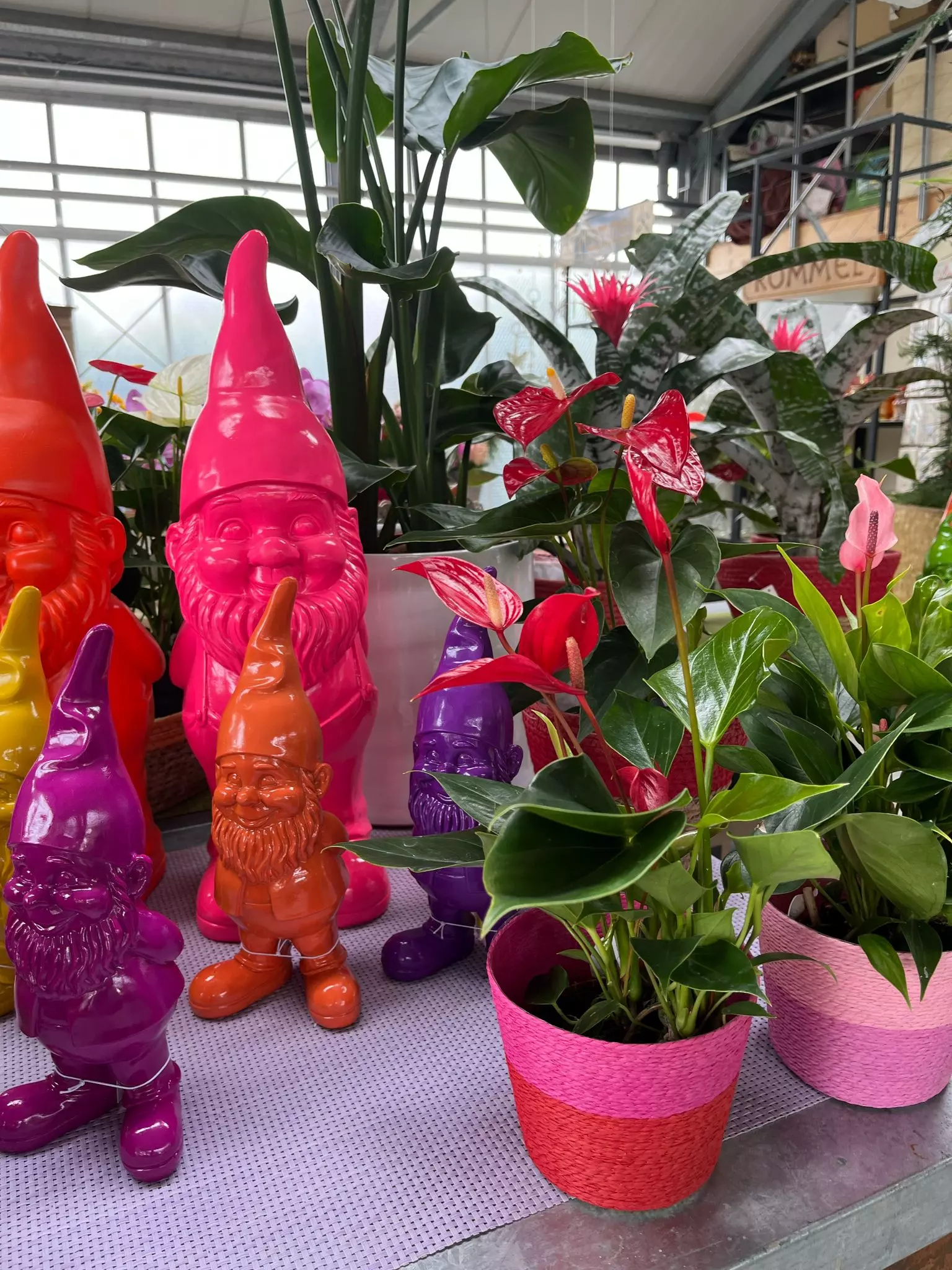 Tag der offenen Gärtnerei, Blumen und Gärtnerei Rommel in Nonnenhorn