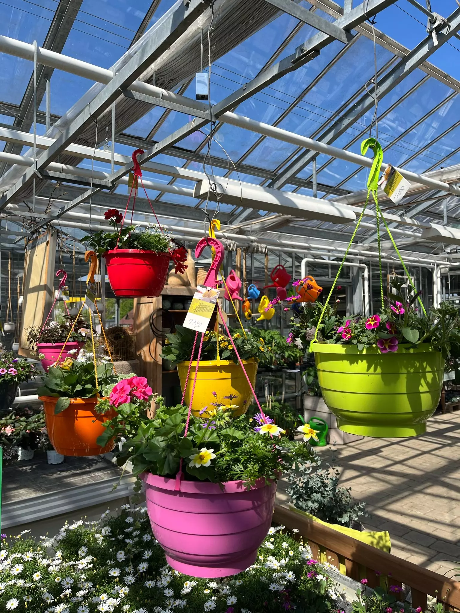 Tag der offenen Gärtnerei, Blumen und Gärtnerei Rommel in Nonnenhorn