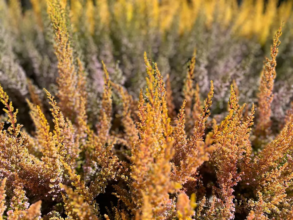 Herbst Deko Blumen und Gärtnerei Rommel