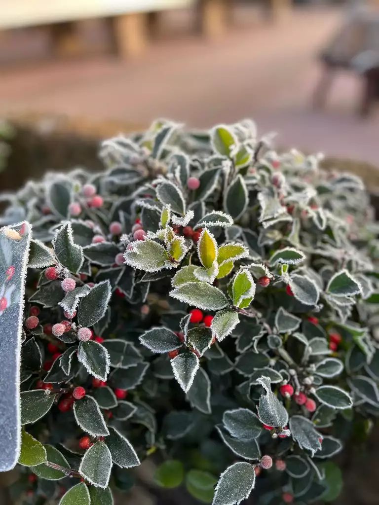 Blumen und Gärtnerei Rommel, Nonnenhorn, Weihnachten, Advent, Neujahr, Dekoration