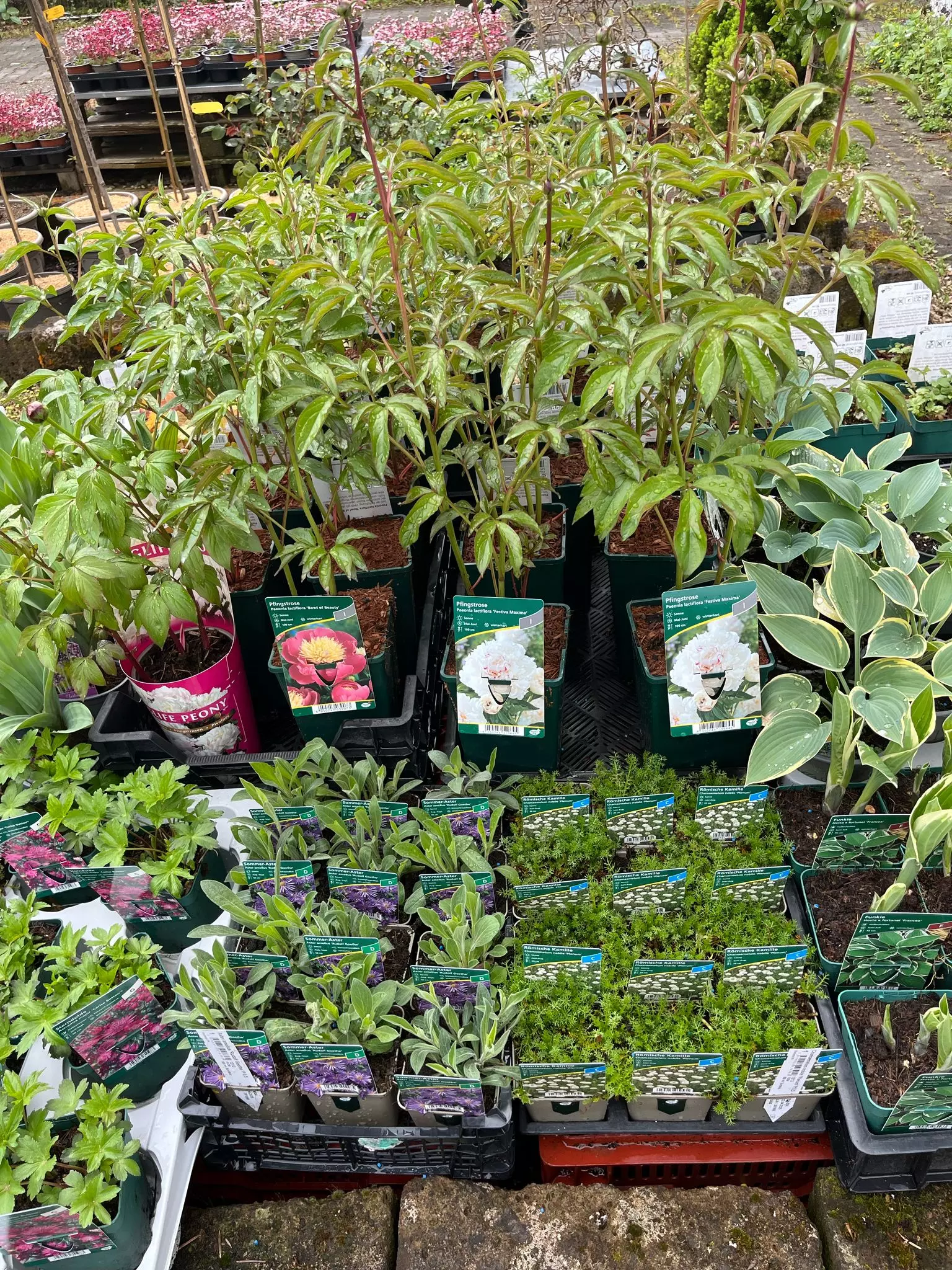 Tag der offenen Gärtnerei, Blumen und Gärtnerei Rommel in Nonnenhorn